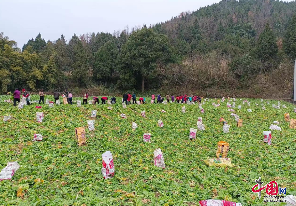 “菜疙瘩”變“金元寶” 四川西充4萬噸羊角菜喜獲豐收