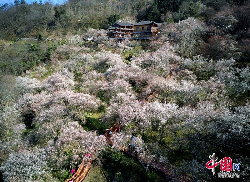 四川平武：“梅”景變“錢景”萬畝梅花繪就鄉(xiāng)村振興新畫卷