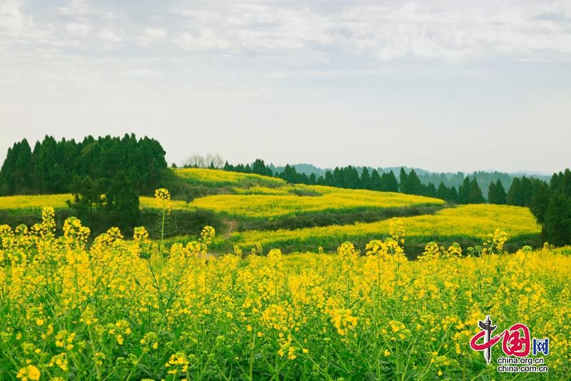 四川安岳：50萬畝油菜花開美如畫 好風景帶來好“錢景”