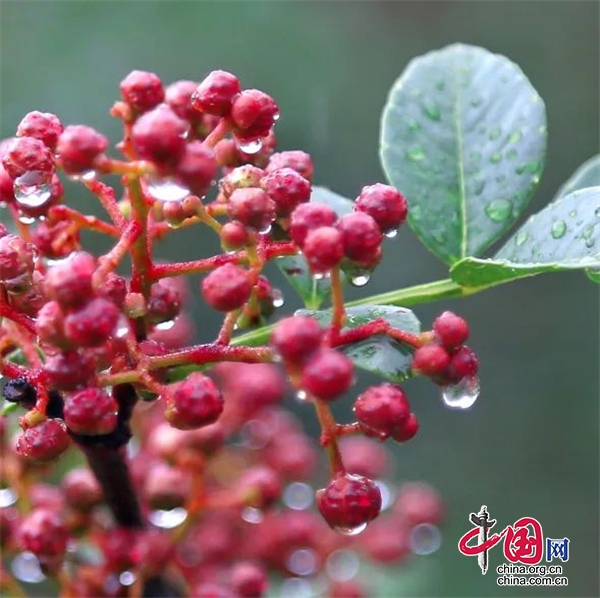 漢源：提升改造花椒現(xiàn)代農(nóng)業(yè)園區(qū) 全力爭創(chuàng)國家現(xiàn)代農(nóng)業(yè)產(chǎn)業(yè)園區(qū)