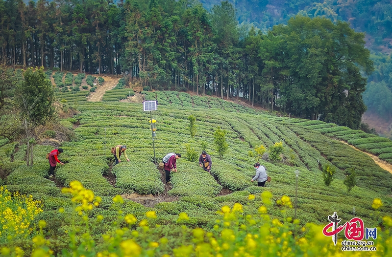 自贡荣县：茶业融合放眼量 最是一年好风光