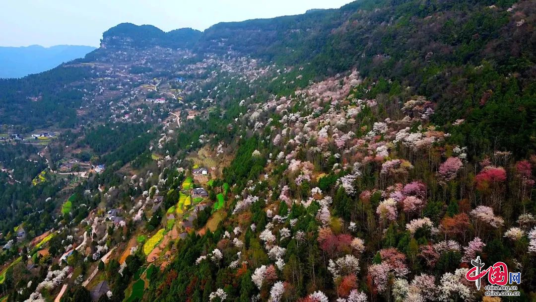 蒼溪：十里櫻花競開放 遊客紛至踏春來