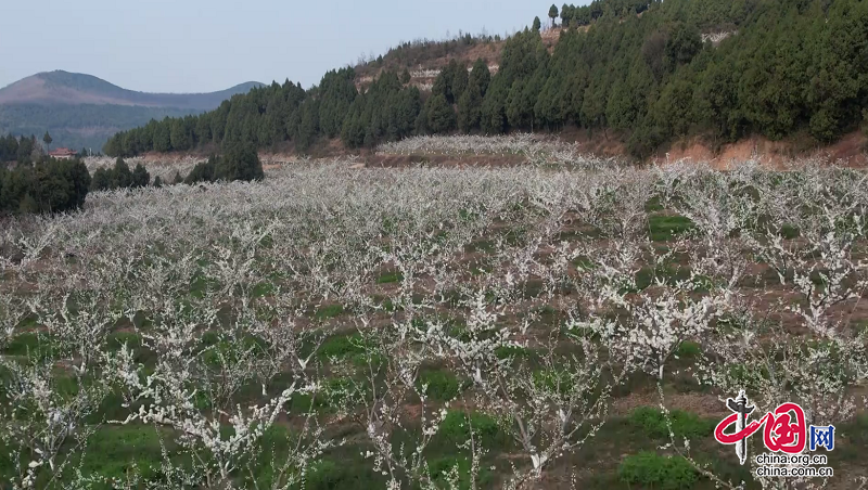 綿陽(yáng)梓潼：李花如雪迎春開  美麗鄉(xiāng)村醉游人