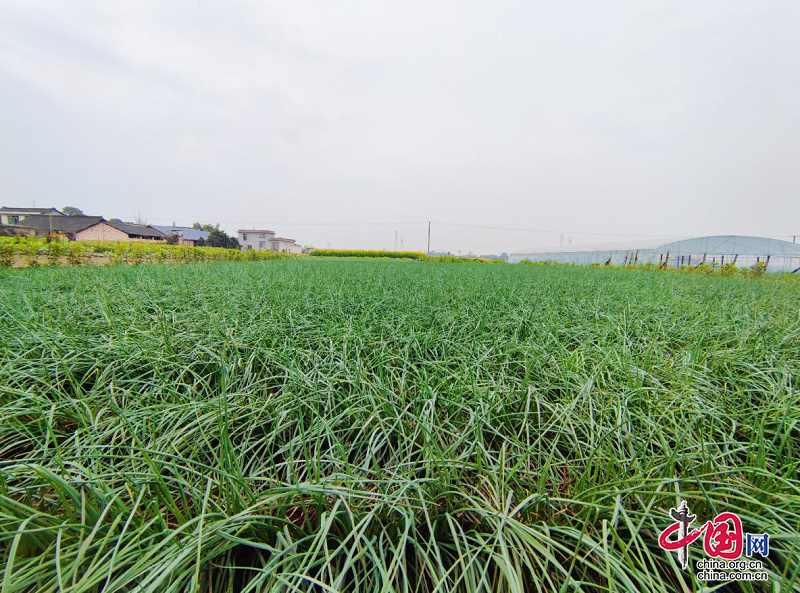 峨眉山市羅目鎮(zhèn)：藠頭助農(nóng)致富增收