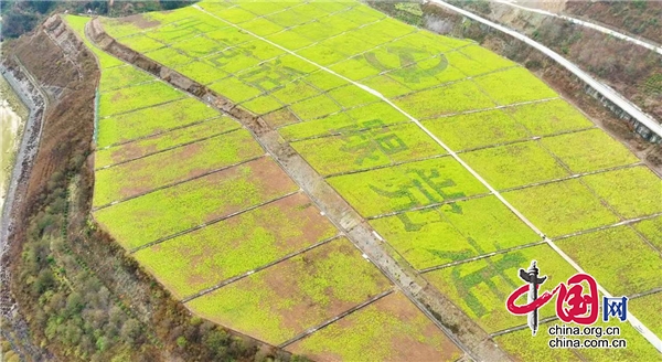 石棉：650畝油菜花已綻放“上線” 農(nóng)田升級成“景觀”