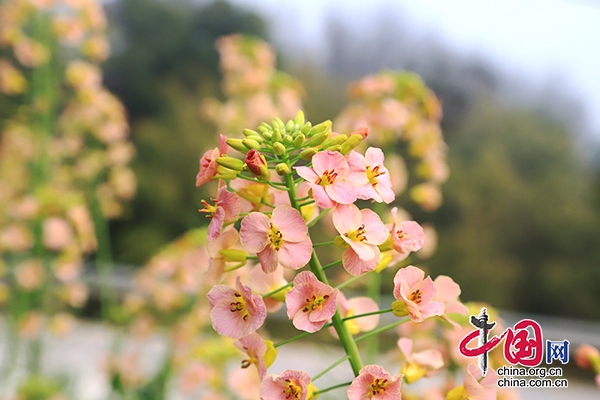 瀘縣雲龍鎮：彩花油菜繽紛開 花油兼用效益好