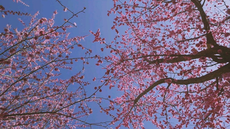 “春花芬芳 满目烂漫”茂县滨河两岸赏花正当时