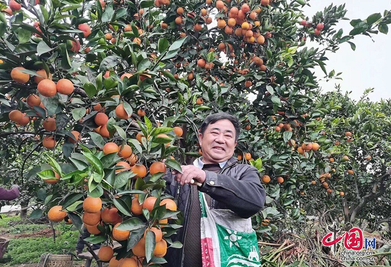 自贡贡井区：深耕家乡沃土 带领村民种出“致富橙”
