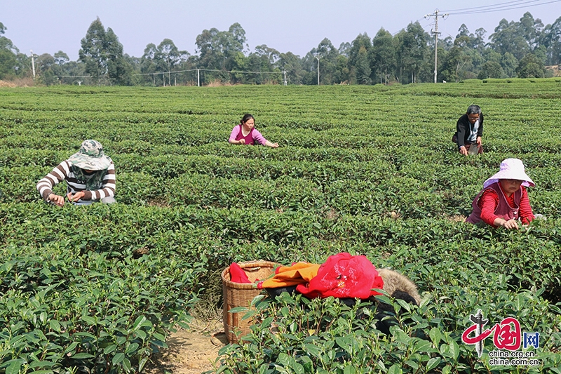 自贡荣县：观山茶农采收春茶 留住“春天”的味道
