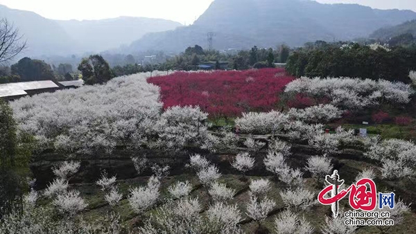 合江：半邊似雪半邊艷，漫山桃花迎客來