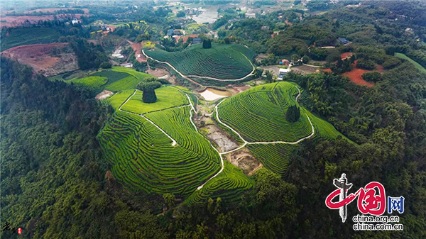 瀘州納溪鄉村振興“狠活”：北緯28°特早茶