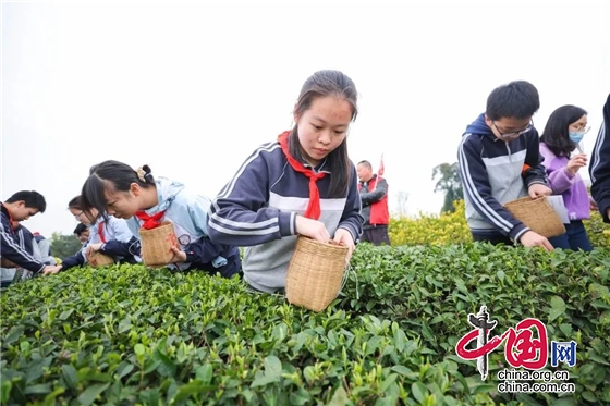 四川师大附中外国语学校组织学生走进成佳茶乡 沉浸式体验茶文化