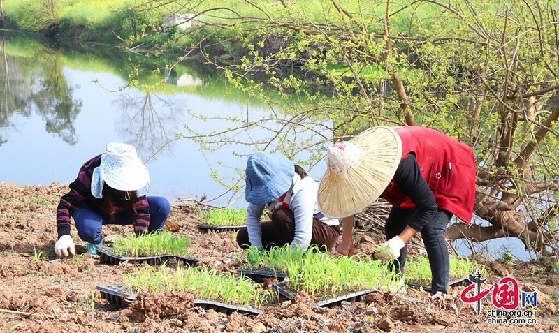 自贡贡井区：成佳镇新增高粱种植面积5000亩