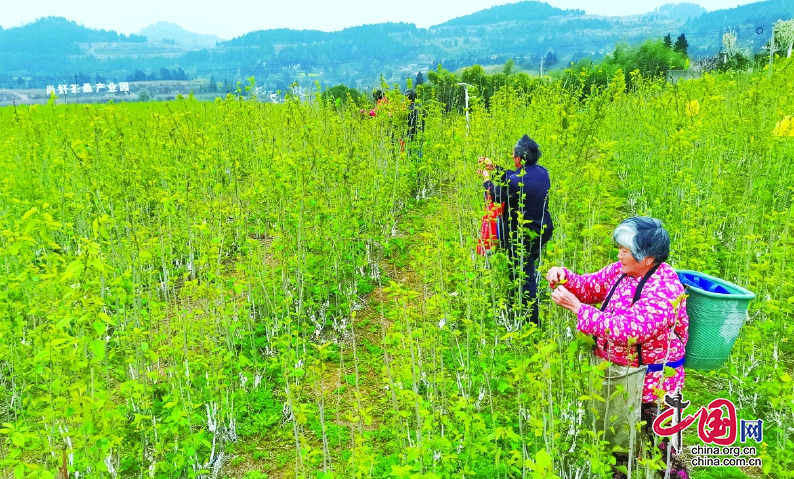 四川嘉陵：茶園春意濃 桑茶採摘忙