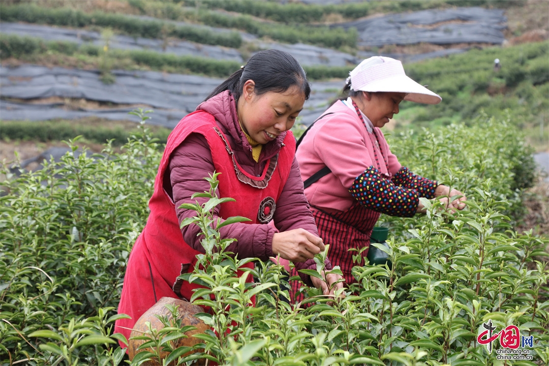 万源市：大力发展茶产业  奏响乡村振兴曲