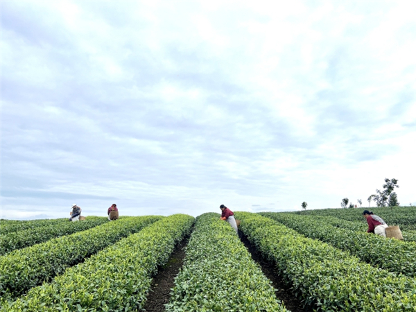 雅安茶園見聞：春風又至茶園里 素手翻飛采茶忙