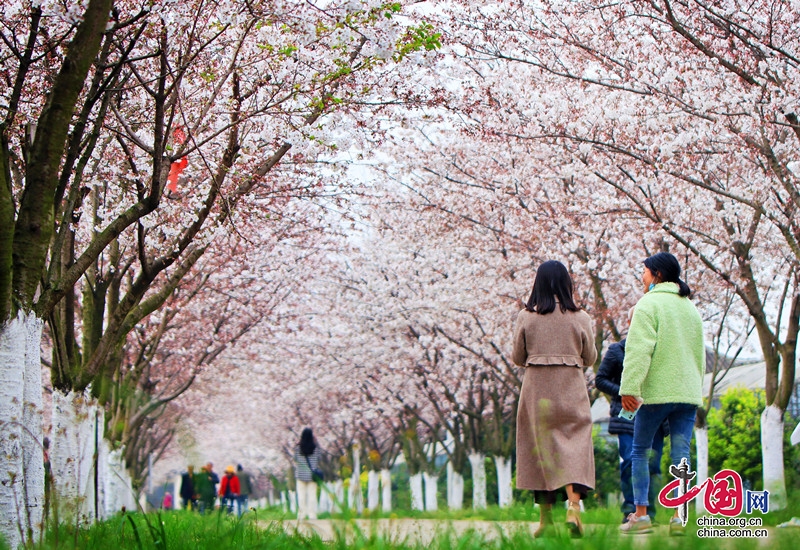 四川什邡：千树樱花盛放  浪漫满了枝头
