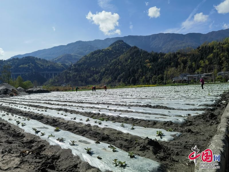 四川平武：发展农业产业化龙头企业，打造乡村振兴进阶版