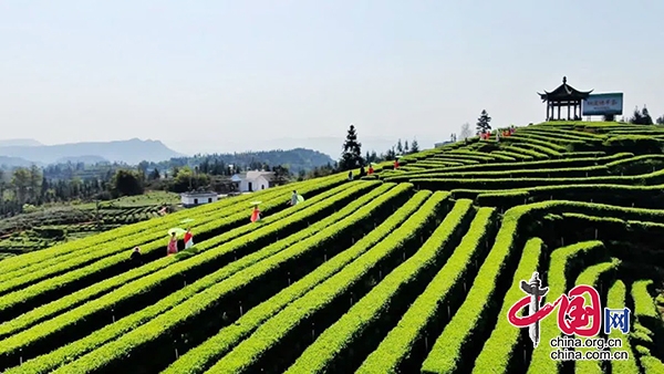 四化同步 城鄉融合 | 納溪：茶旅融合帶火鄉村遊