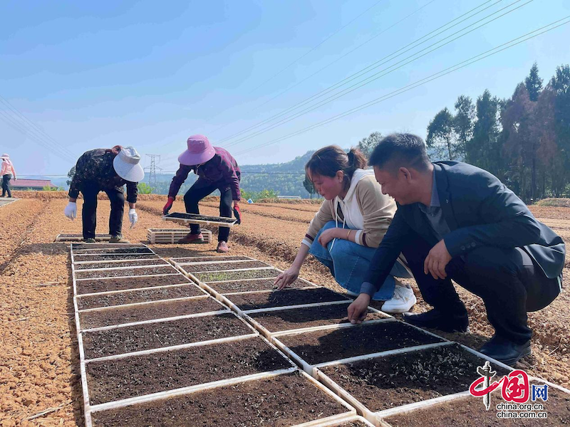 蒼溪：機械化育秧 夯實糧食生産基礎