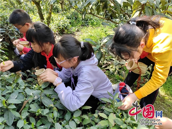 梓潼縣瑪瑙鎮小學開展“識茗春風裏 悠悠採茶樂”主題隊日活動