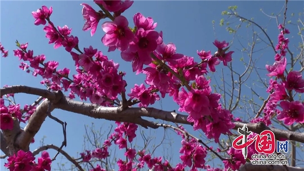 漢源縣富康村：桃花枝頭俏 疏花促果旺