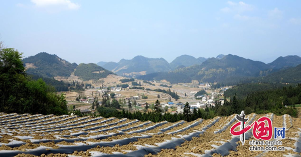 助力鄉村振興 | 敘永水潦4200畝烤煙進入移栽季