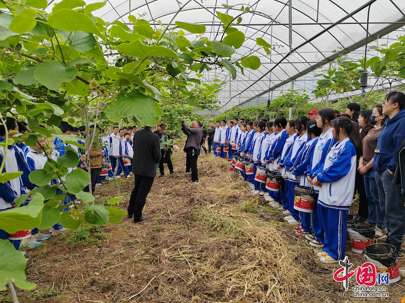 四川蒼溪：獼猴桃花期到 良種花粉採集忙