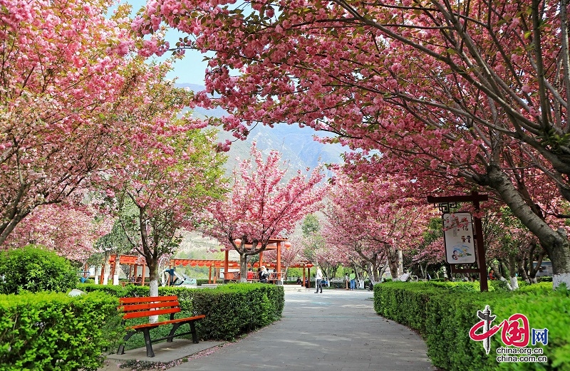 茂縣：櫻花盛開 吸引大量遊客賞花遊玩