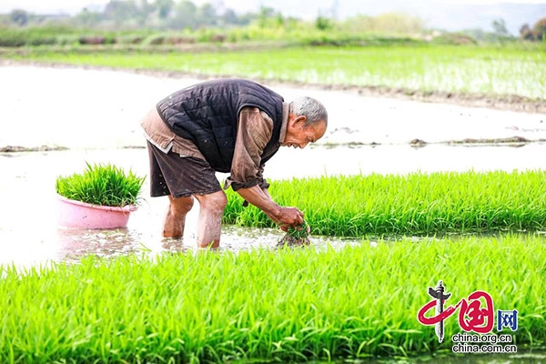 瀘州合江：農民插秧忙