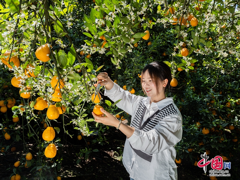 四川石棉：奇觀，黃果柑花果同樹！