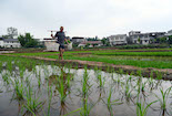 內(nèi)江市東興區(qū)：水稻栽插忙 田間披綠裝