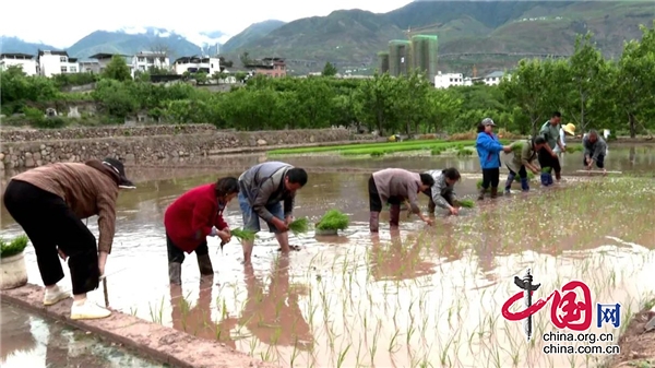 漢源縣九襄鎮(zhèn)：田間地頭插秧忙 繪就秋收好“豐景”