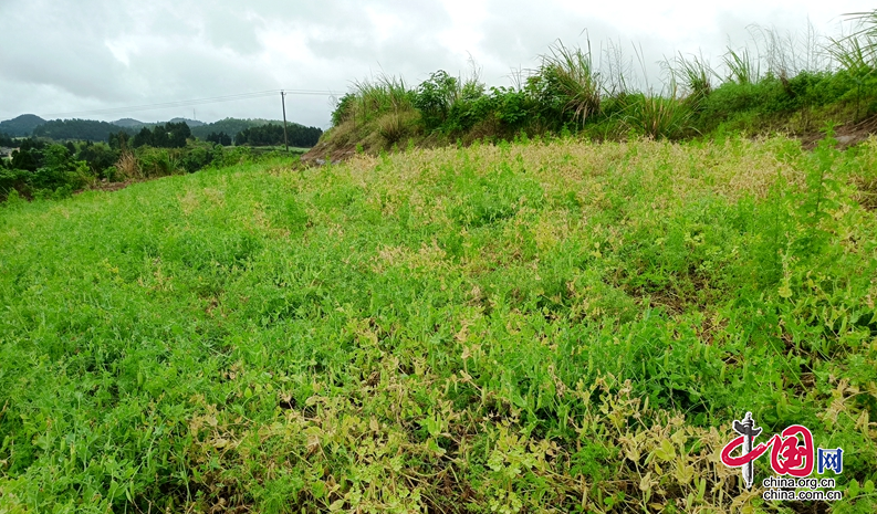 四川南充市農科院：小豌豆大能量 耕地用養結合效果好