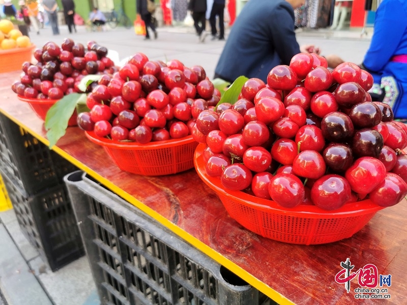 櫻紅五月，汶川甜櫻桃“甜蜜”上市