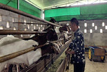 内江市市中区：大力发展肉羊养殖 让群众“羊”起致富风帆