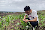 内江市市中区：加强农作物病虫害防治 护航粮食生产保丰收