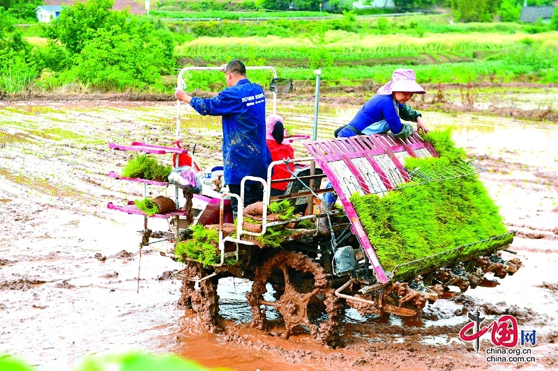 四川嘉陵：插秧農機“唱主角” 春耕時節農戶忙