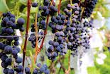 攀枝花市西區：正是葡萄成熟好時節！