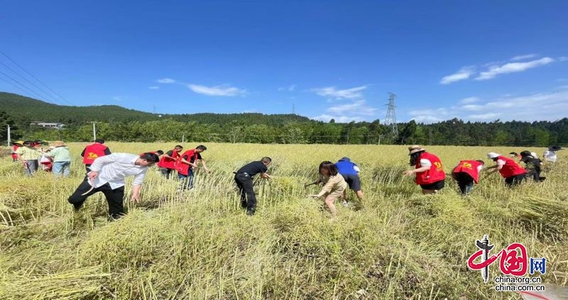 劍閣縣白龍鎮：熱血青年搶收油菜籽齊心助力鄉村振興