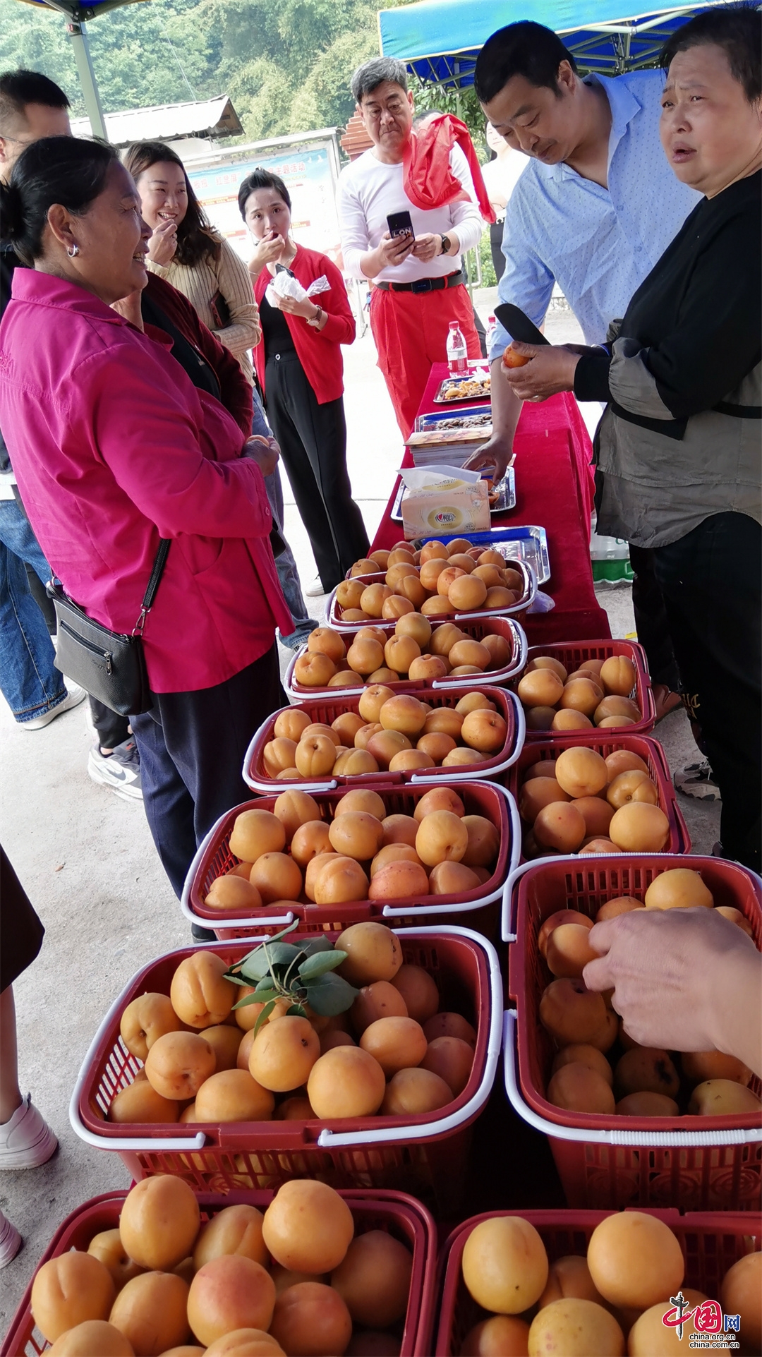 达州市宣汉县举办第四届巴山红杏采摘节