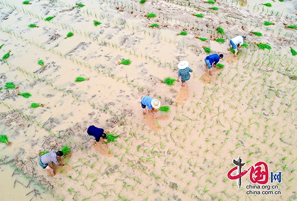 瀘州合江：初夏時節插秧忙