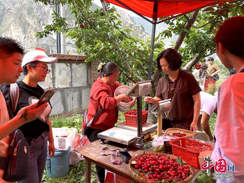汶川甜樱桃成熟上市：游客开启果园采摘模式