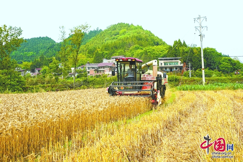 四川嘉陵：農機上陣 小麥顆粒歸倉