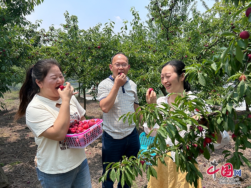 自贡市自流井区：乡村振兴 产业先行