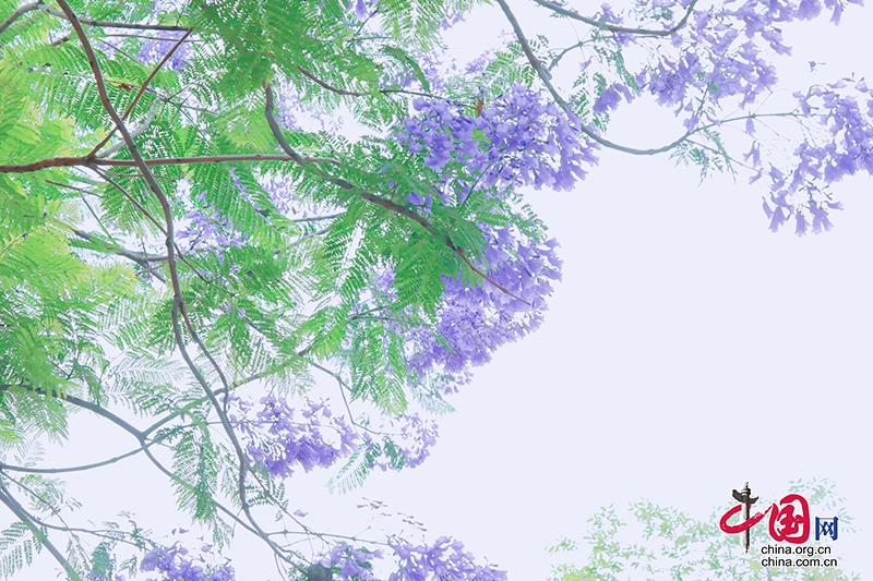 自贡贡井天池山下蓝花楹盛开 为初夏增添一道美景