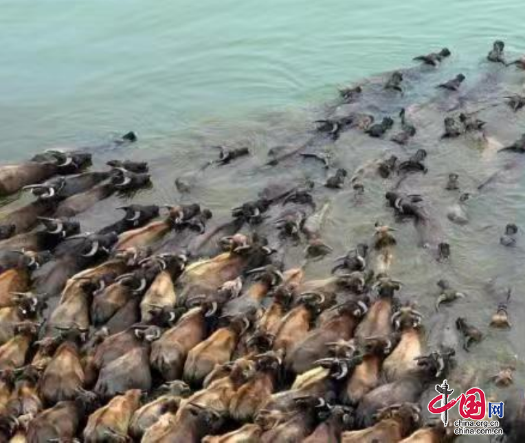 四川南充文旅：嘉陵江浪花飛濺牛蹄奔騰 中國旅遊日蓬安縣“百牛渡江”引來八方遊客