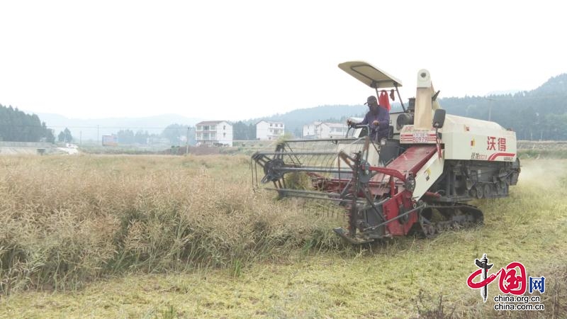 廣元劍閣：萬畝油菜喜迎豐收 農機助力收割忙