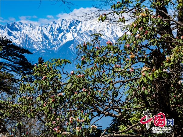 石棉：春到王崗坪，杜鵑林中開