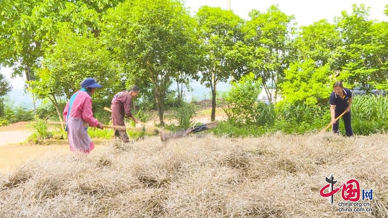 “两碗菜籽榨一碗油” 这里5千亩油菜就是“油”！